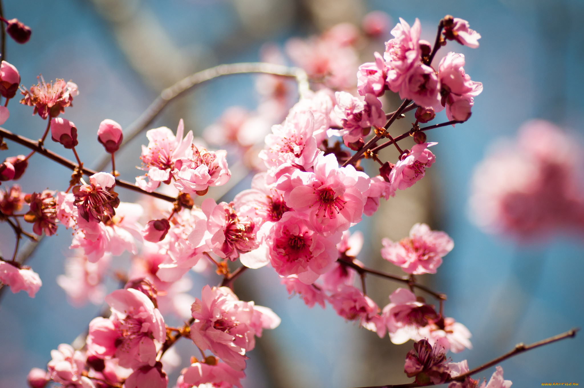 Картинки на обои. Цветущие деревья. Цветущие деревья весной. Весеннее цветение деревьев. Весна цветущее дерево.